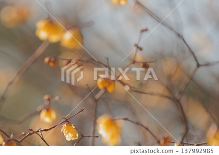 冬日茉莉花沐浴在柔和的陽光下，營造出溫柔的冬日景象。 137992985