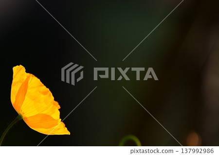 黑色背景上的黃色花朵輪廓，以及光線的描繪。 137992986