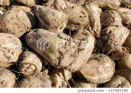 Sugar beet Sugar beet 137993190