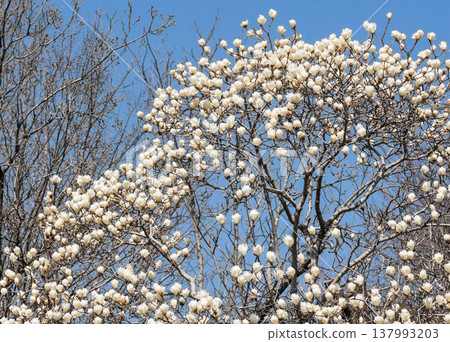 Spring flowers white magnolia 137993203