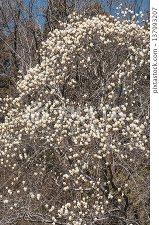 Spring flowers white magnolia Spring flowers white magnolia 137993207