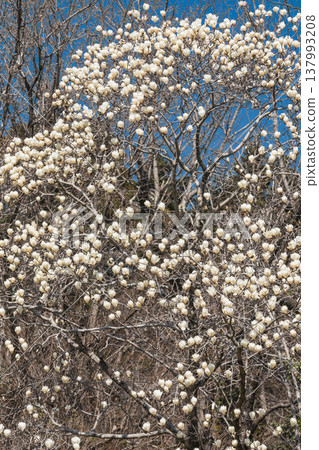 Spring flowers white magnolia Spring flowers white magnolia 137993208