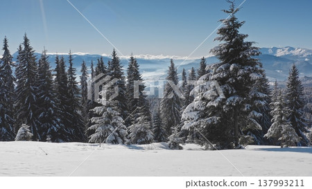 Majestic winter landscape showcasing snow-laden pine trees forest on a sunny day, with a breathtaking view of distant mountain peaks and valleys covered in snow. Winter wild nature travel background Majestic winter landscape showcasing snow-laden pine trees forest on a sunny day, with a breathtaking view of distant mountain peaks and valleys covered in snow. Winter wild nature travel background 137993211