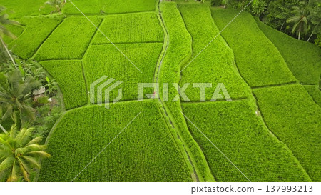 Rice terraces creating a vibrant green landscape, showcasing traditional Balinese agriculture and the sustainable farming practices of the local community Rice terraces creating a vibrant green landscape, showcasing traditional Balinese agriculture and the sustainable farming practices of the local community 137993213
