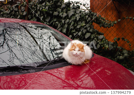 Red and white cat sitting on red car bumper. Cute fluffy kitty on car. Adorable kitten looking at camera, outdoor. Stray cat portrait. Homeless animal in downtown. Red cat with cute muzzle.  137994279