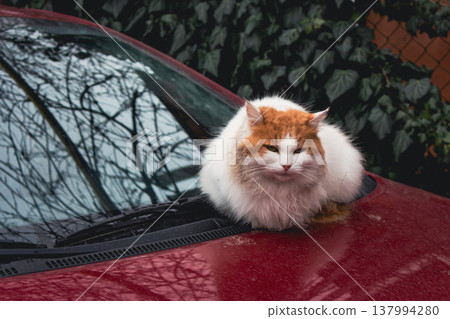 Red and white cat sitting on red car bumper. Cute fluffy kitty on car. Adorable kitten looking at camera, outdoor. Stray cat portrait. Homeless animal in downtown. Red cat with cute muzzle. 137994280