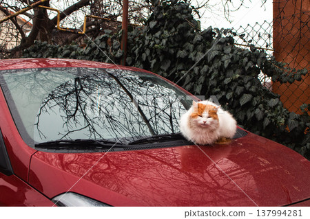 Red and white cat sitting on red car bumper. Cute fluffy kitty on car. Adorable kitten looking at camera, outdoor. Stray cat portrait. Homeless animal in downtown. Red cat with cute muzzle.  137994281