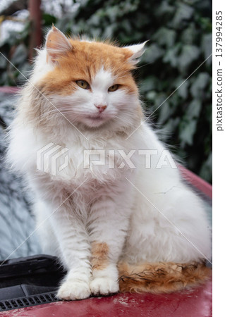 Red and white cat sitting on red car bumper. Cute fluffy kitty on car. Adorable kitten looking at camera, outdoor. Stray cat portrait. Homeless animal in downtown. Red cat with cute muzzle.  137994285