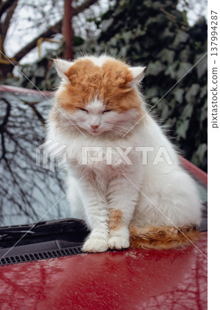 Red and white cat sitting on red car bumper. Cute fluffy kitty on car. Adorable kitten looking at camera, outdoor. Stray cat portrait. Homeless animal in downtown. Red cat with cute muzzle.  137994287