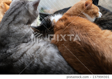 三隻貓在窗邊休息 137994301