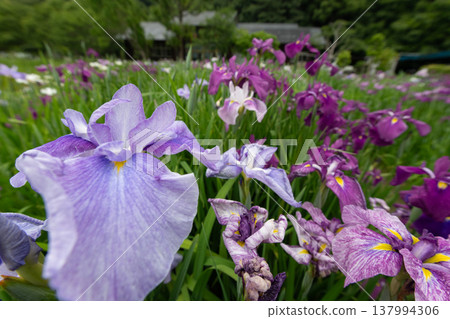 鳶尾花 137994306