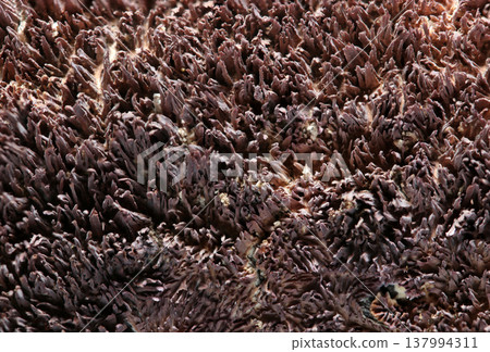 一簇紅褐鹿角菇（Platycerium erythrosora）的巧克力色牙齒狀突起（細齒）的特寫（野生真菌的微距攝影）。 137994311
