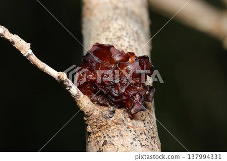 一種有光澤的橙棕色膠狀真菌（Tricholoma rhodopolium）生長在日本林地的一棵樹上（野生真菌的微距攝影）。 137994331