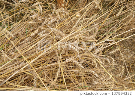 Field of wheat 137994352