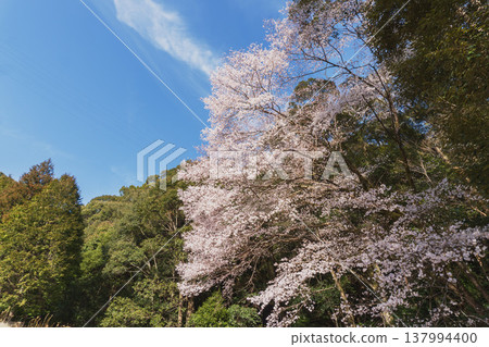 Kumano cherry blossoms at Ikenoyama: Cherry blossoms in full bloom against a blue sky / Kozagawa Town, Wakayama Prefecture 137994400
