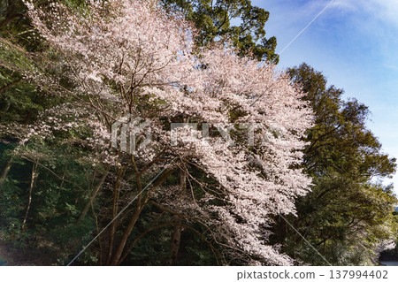 池之山熊野櫻花：山坡上櫻花盛開 / 和歌山縣小座川町 137994402