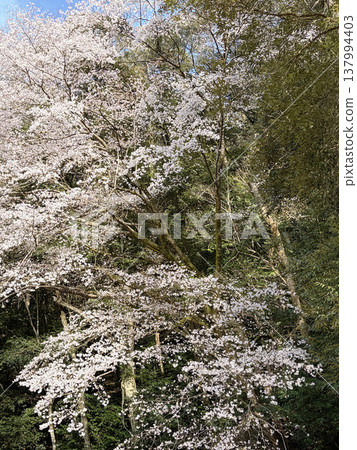熊野池之山櫻花:盛開的櫻花鋪滿整個畫面 / 和歌山縣小座川町 熊野池之山櫻花:盛開的櫻花鋪滿整個畫面 / 和歌山縣小座川町 137994403