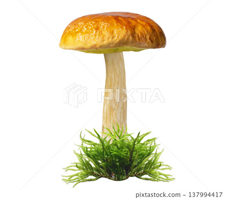 bay bolete mushroom in green moss isolated on white background, Imleria badia bay bolete mushroom in green moss isolated on white background, Imleria badia 137994417
