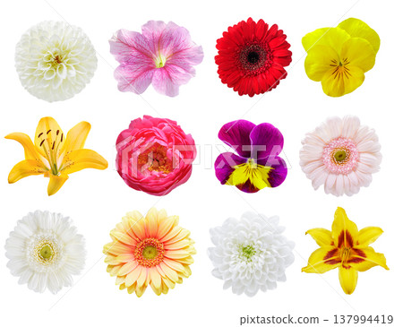 set of colorful flowers isolated on white background, top view set of colorful flowers isolated on white background, top view 137994419