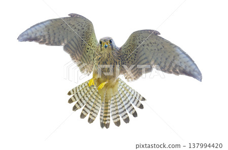 hawk in flight isolated on white background. Bird of prey hawk in flight isolated on white background. Bird of prey 137994420