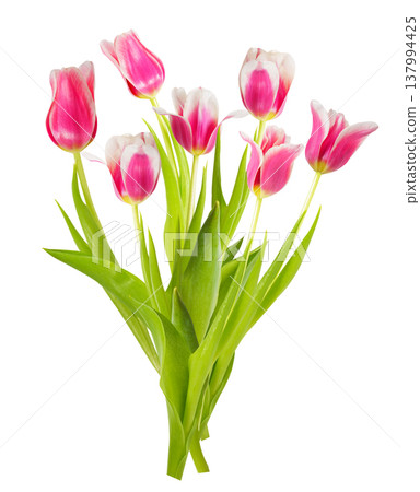 bouquet of colorful tulips isolated on white background 137994425