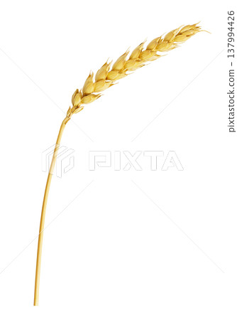 wheat ear isolated on white background 137994426