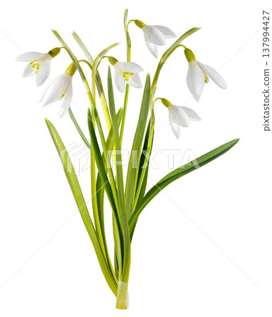 snowdrop flowers isolated on white background. First spring flowers 137994427