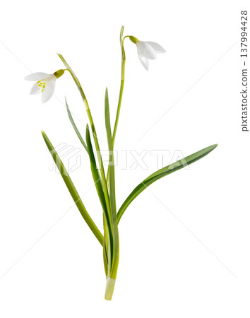 snowdrop flowers isolated on white background. First spring flowers 137994428