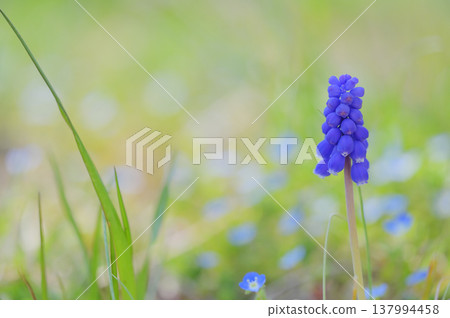 一朵沐浴在春光中的風信子花 137994458