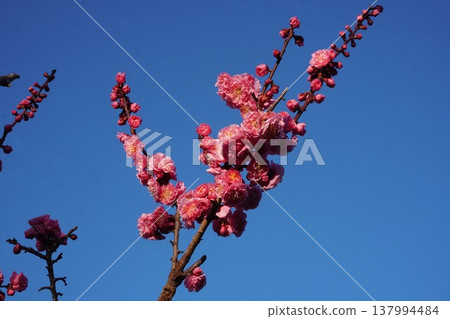 紅梅花(從含苞待放到盛開)-2026年3月 紅梅花(從含苞待放到盛開)-2026年3月 137994484