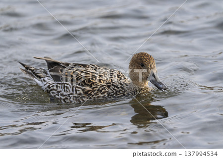 早春時節,北針尾鴨在宮城縣藏王町的河岸邊巡遊。 早春時節,北針尾鴨在宮城縣藏王町的河岸邊巡遊。 137994534