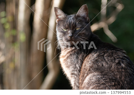 一隻流浪貓坐著，凝視著 137994553