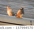 Starlings on the roof (2) 137994570