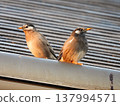 Starlings on the roof 137994571