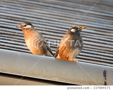Starlings on the roof Starlings on the roof 137994571