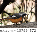 A Daurian Redstart with a caterpillar in its beak. 137994572