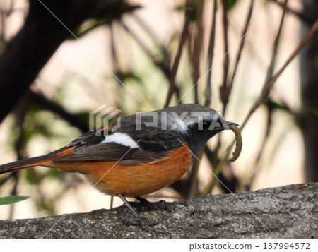 A Daurian Redstart with a caterpillar in its beak. A Daurian Redstart with a caterpillar in its beak. 137994572