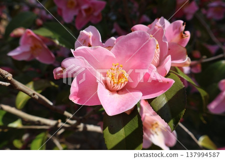 Pink fragrant camellia flowers Pink fragrant camellia flowers 137994587