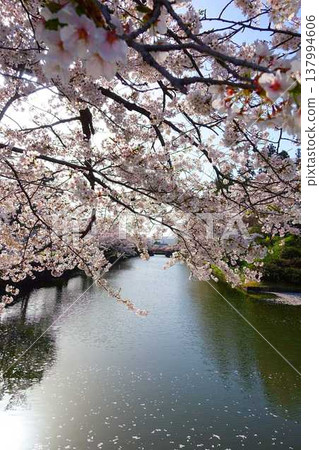 櫻花盛開，花筏，松崎公園，櫻花，櫻花，染井吉野櫻花樹 137994606
