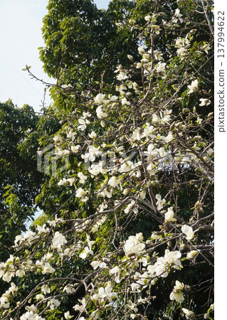 Kobushi flower Kobushi flower 137994622