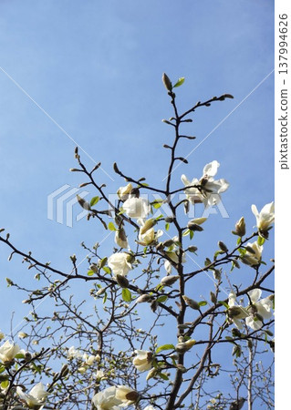 Kobushi花 Kobushi花 137994626
