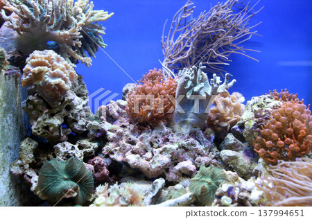 Coral reef aquarium tank Coral reef aquarium tank 137994651