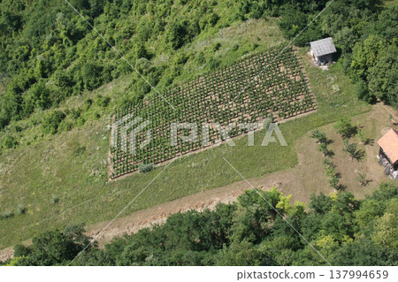 Green rows of grapevine under sun in Plesivica vineyard region, Nothern Croatia Green rows of grapevine under sun in Plesivica vineyard region, Nothern Croatia 137994659