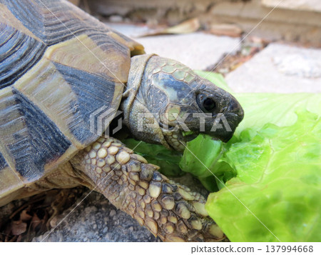 Ornate Box Turtle Ornate Box Turtle 137994668