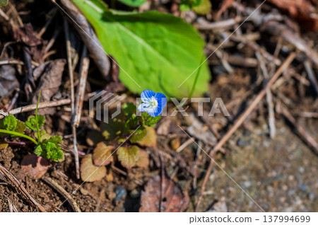 巨型角鯊的藍色花朵 137994699