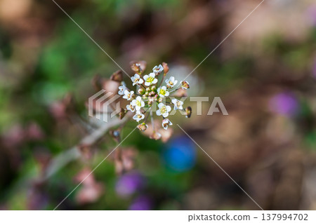 薺菜的小白花 137994702