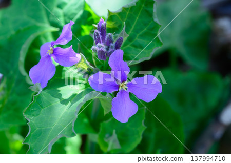 Purple flowers of the giant lily Purple flowers of the giant lily 137994710
