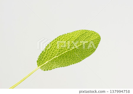 鼠尾草 鼠尾草 137994758