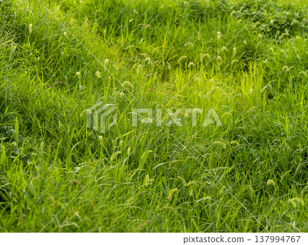 A landscape of a field where foxtail grass grows. 137994767