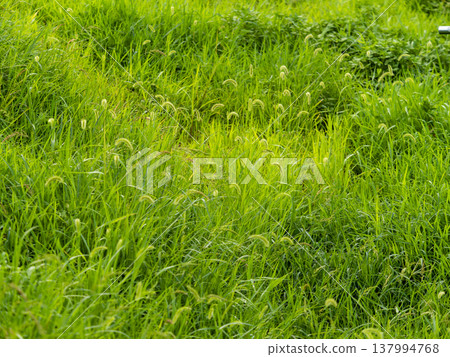 一片長滿狗尾草的田野景觀。 一片長滿狗尾草的田野景觀。 137994768